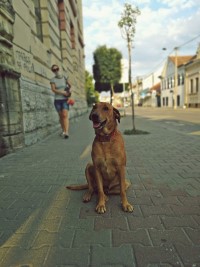 Hronika najavljenog policijskog časa