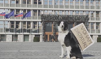 Dog from Ljubljana